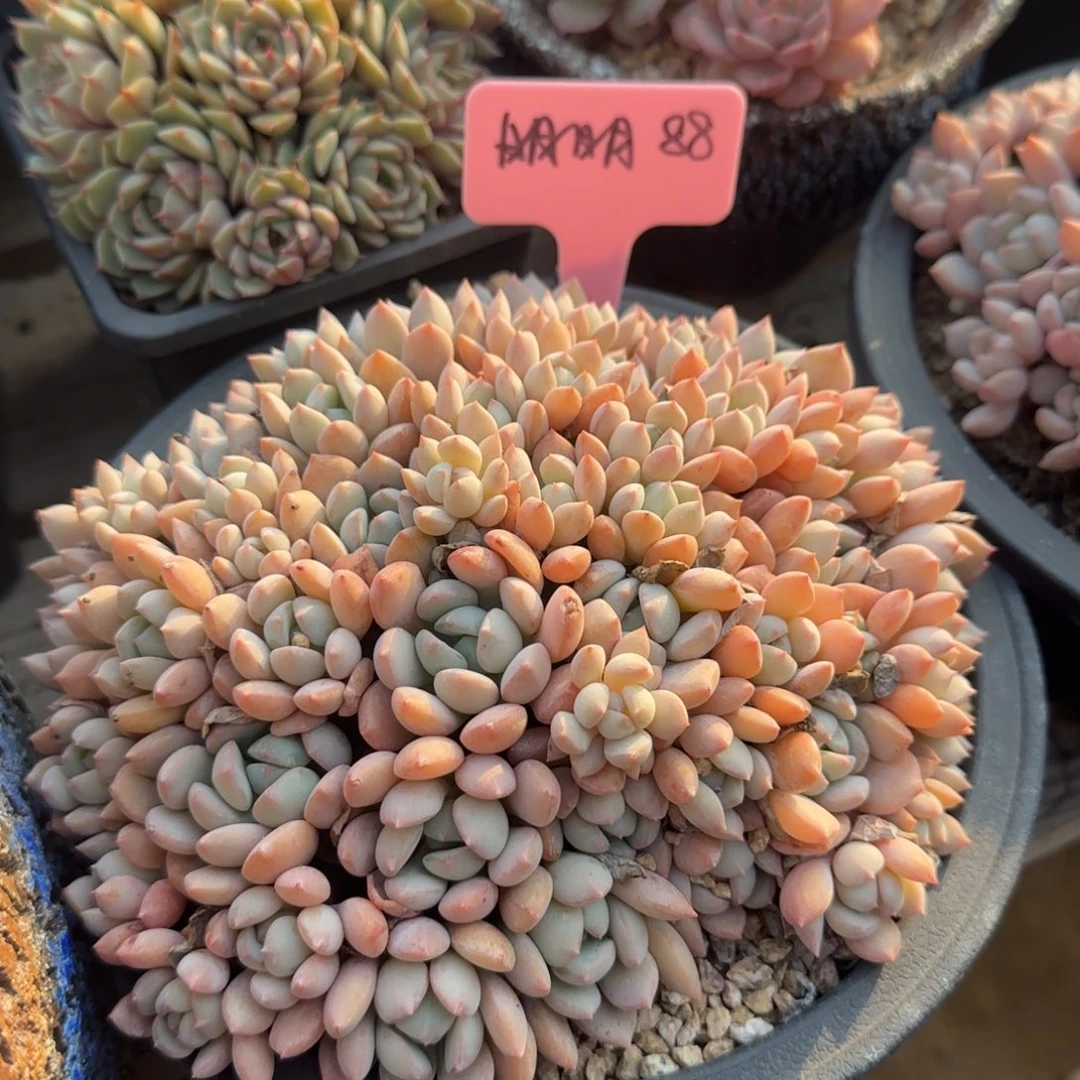 蜜桃老桩五十包邮