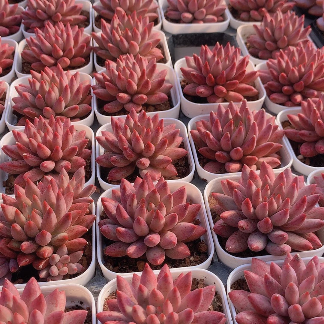 超红体虞美人345678990000