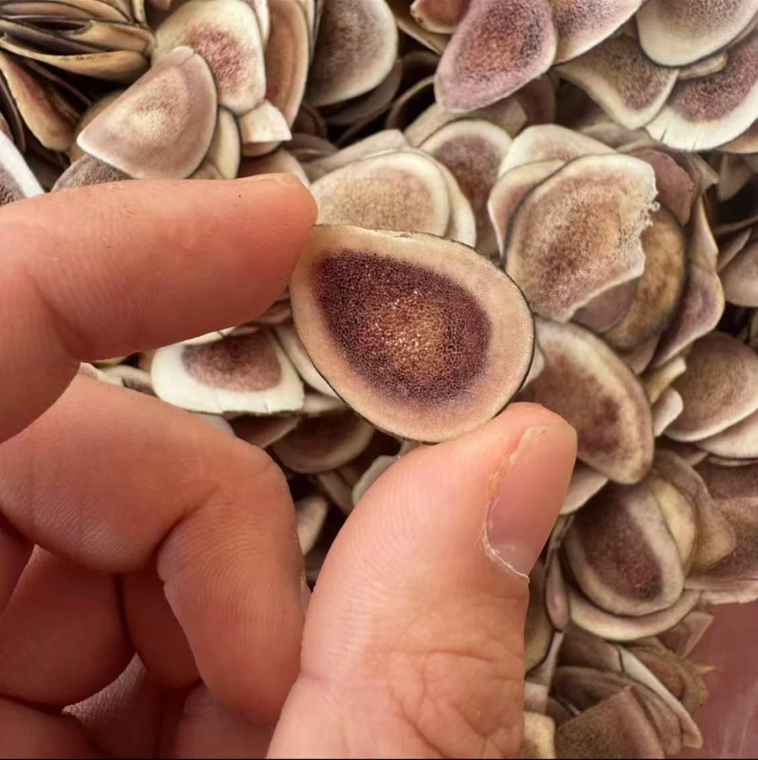 鹿茸片20g自晒晾干泡水泡酒