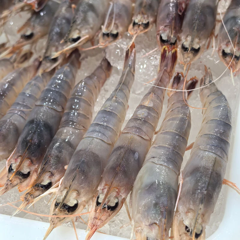 阳江东平海捕 大头虾 鲜活锁鲜 顺丰冷链包邮