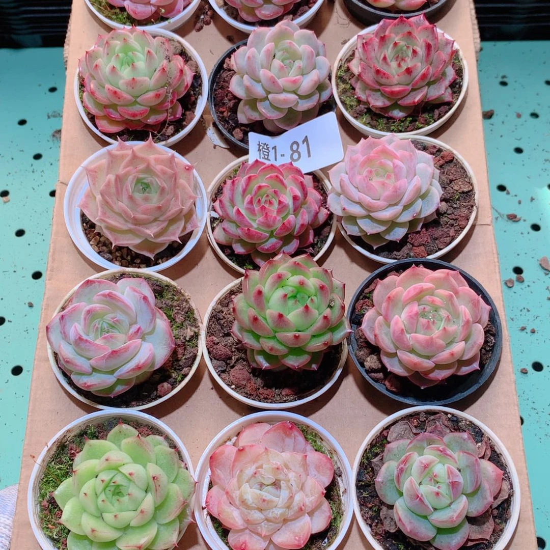 1-81一物一拍多肉带盆18颗