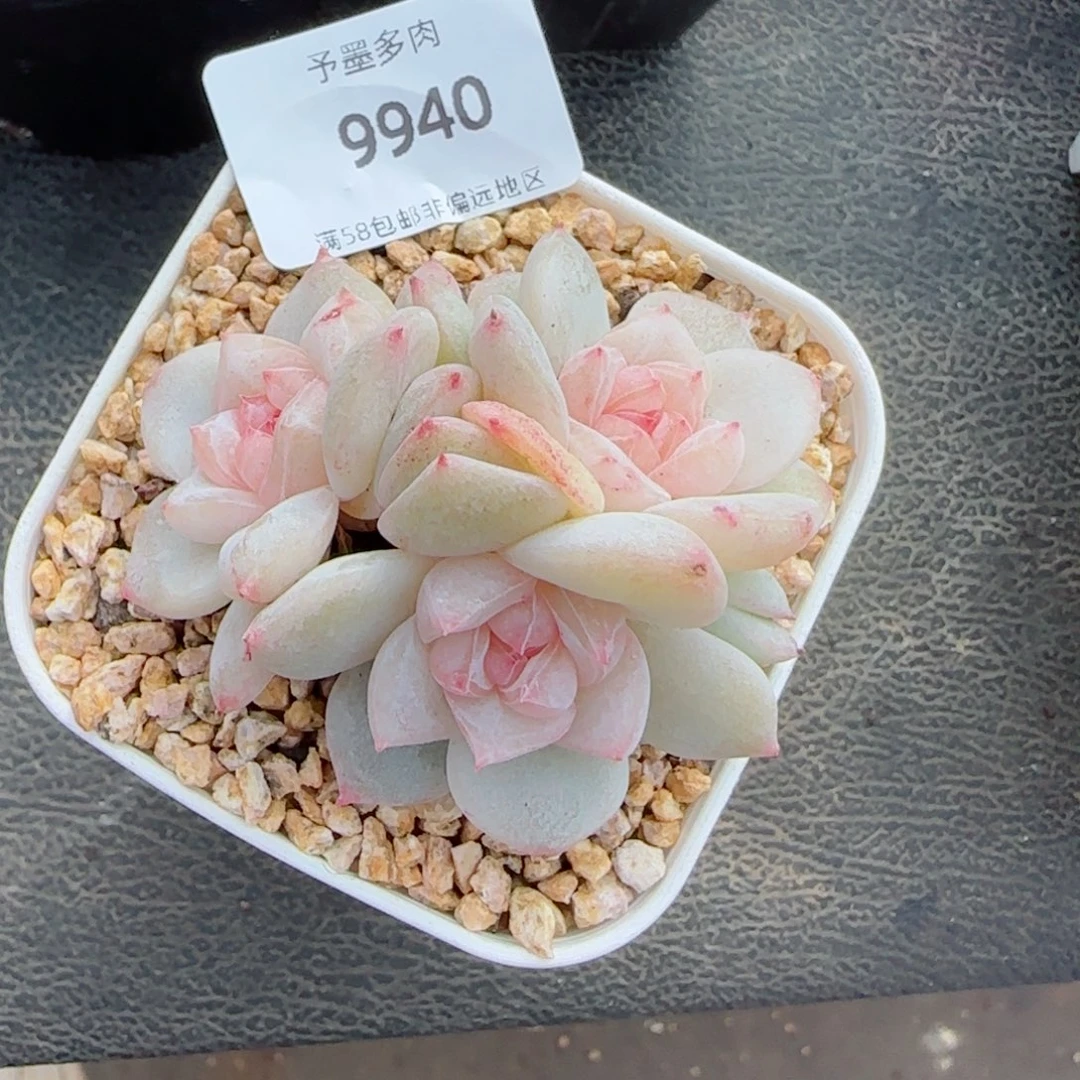 雨露泡泡，9940多肉植物