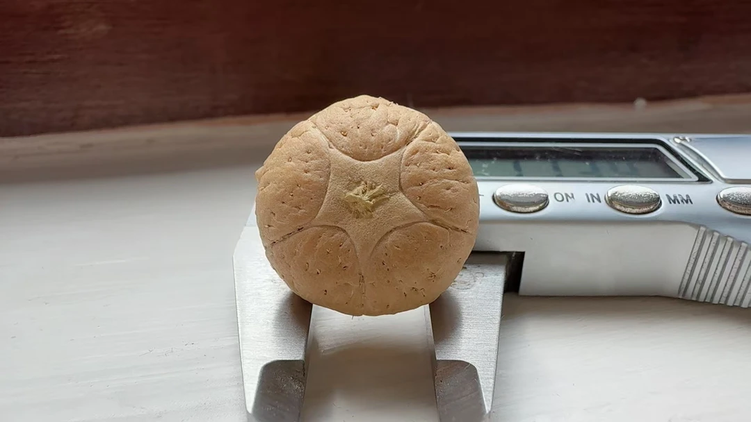 H0127玉籽正五星21.5mm板正果冻料盘出牛津枣红色皮质密度天花板
