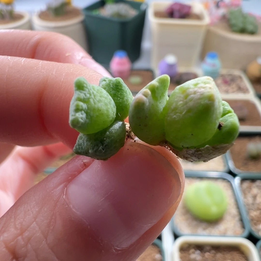 325/鹿角斑马。福利一组