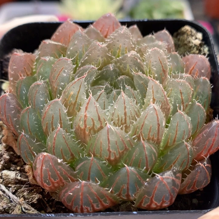 翠云玉露带盆土发货