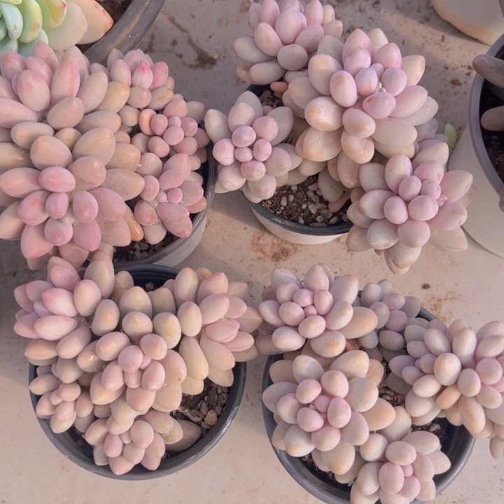 健健康康平平安安