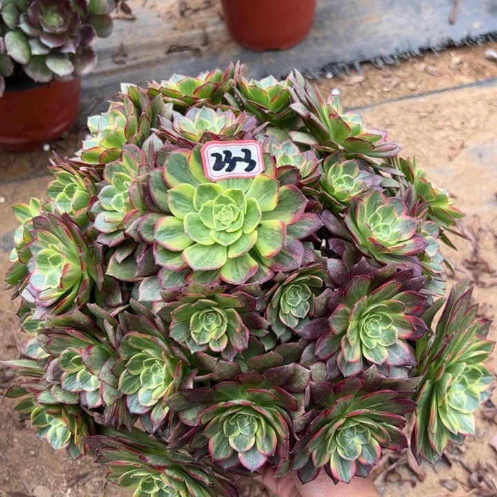 万黄锦多肉植物23-3