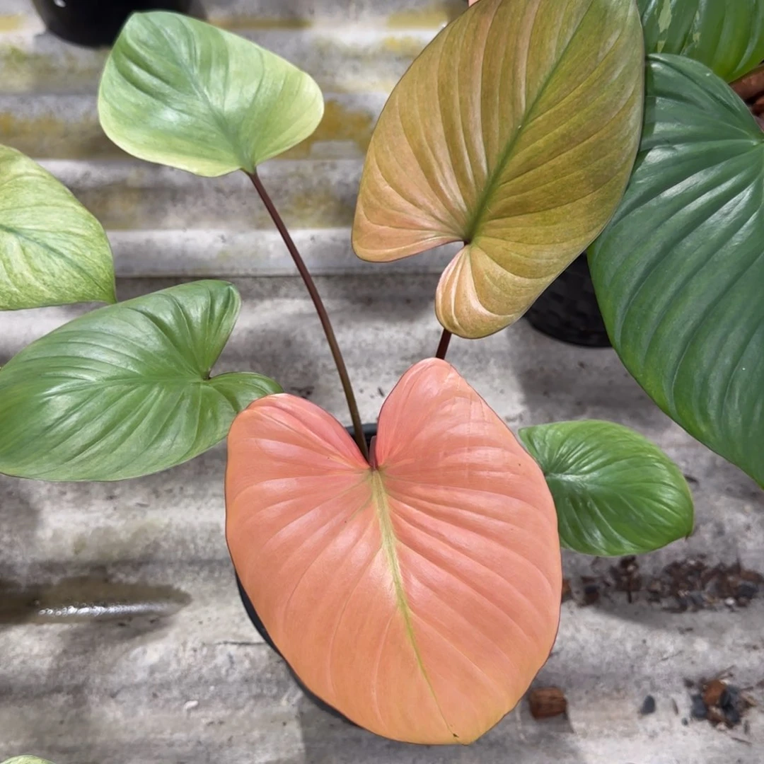 12-1217泰国发货千年健