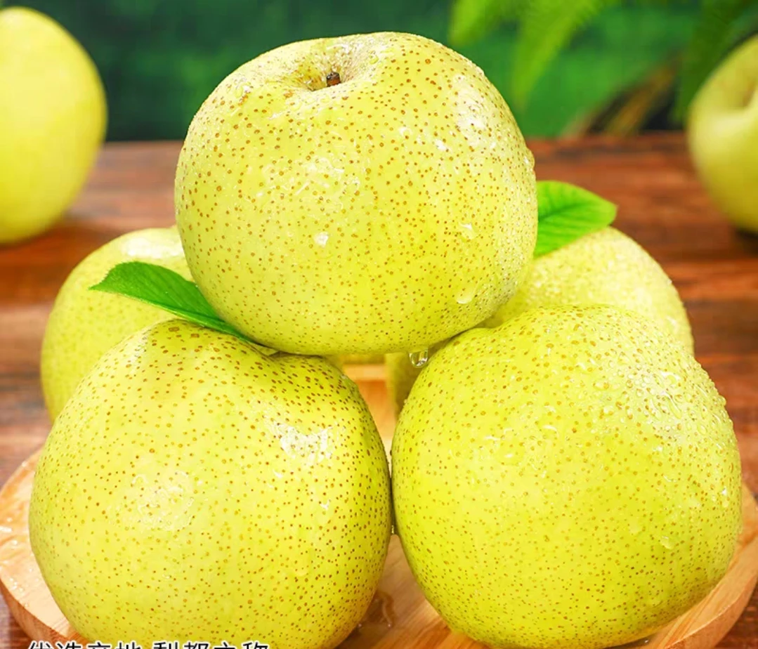 正宗苍山沙窝酥梨新鲜现摘现发多汁酥脆香甜梨子