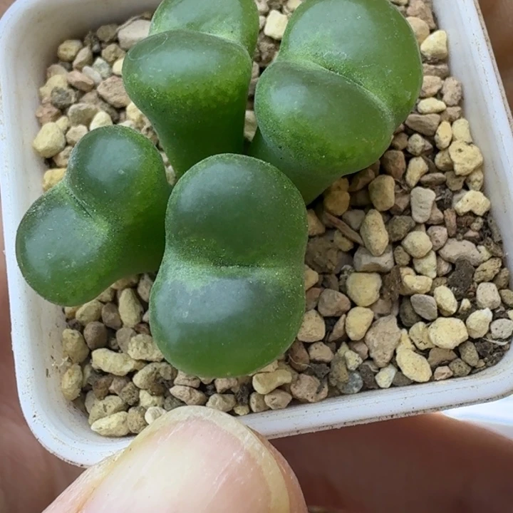 78号四头绿安格一物一拍