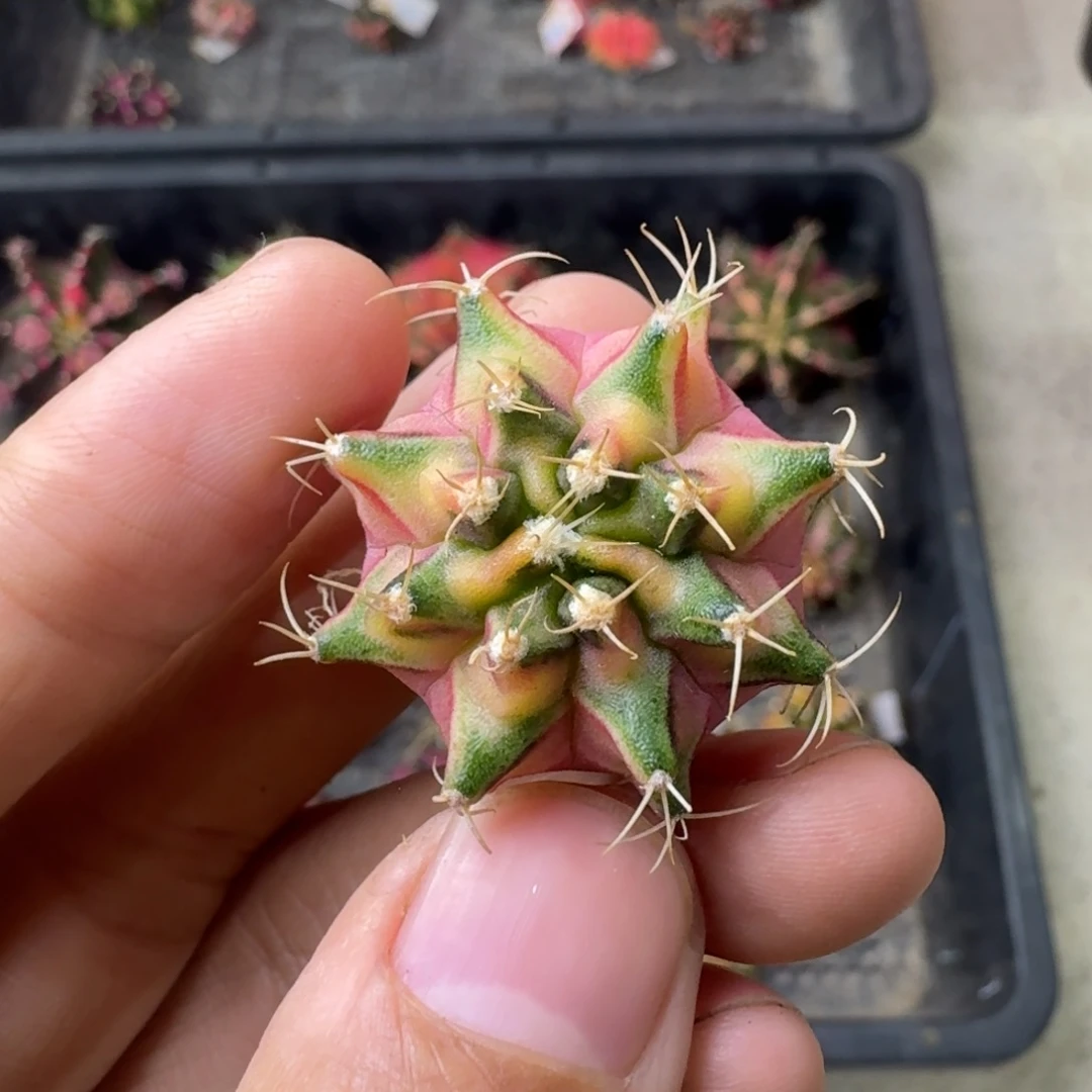 泰球实生米哈锦37号