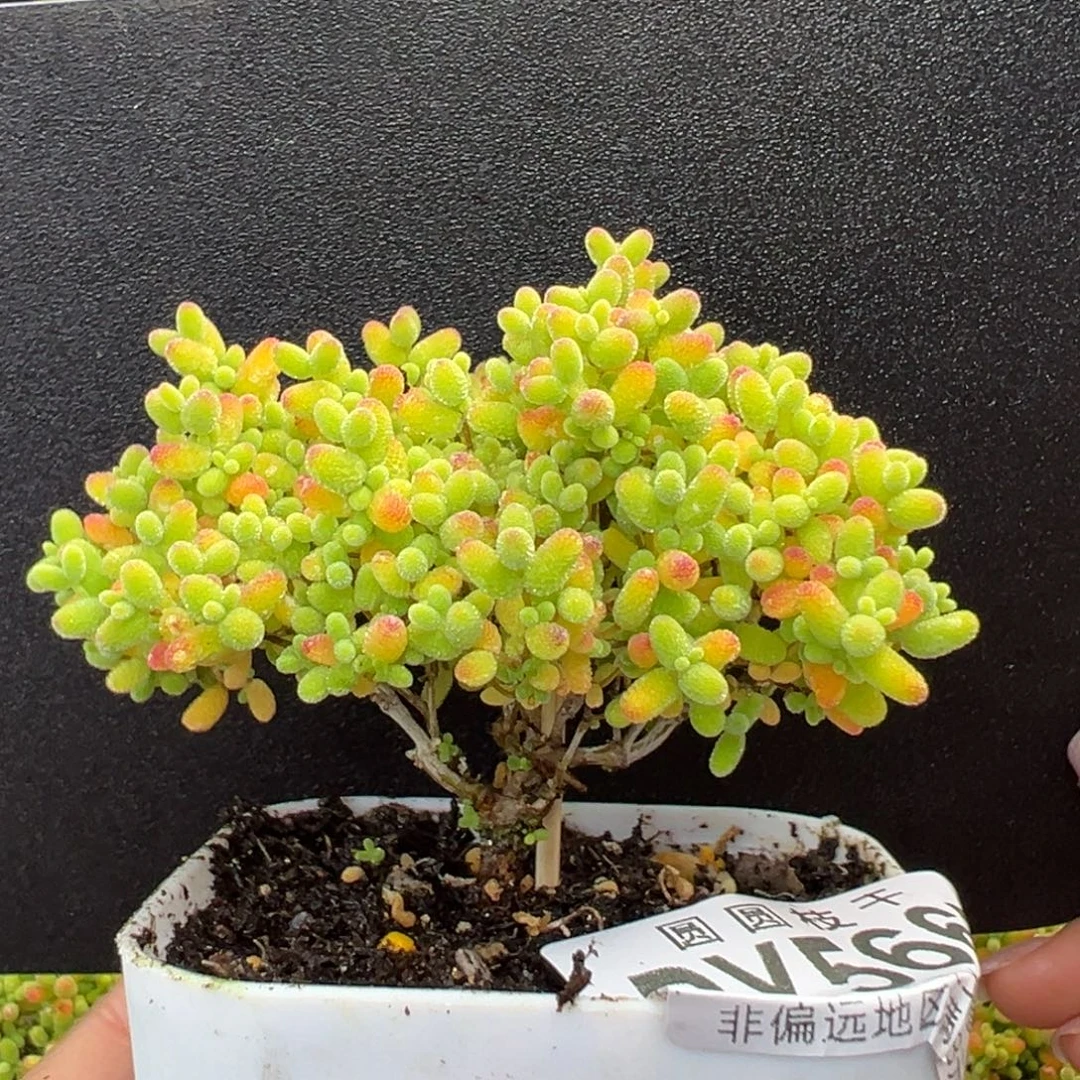 dy5667直杆小老桩精控蜜橘糖球冠幅7cm