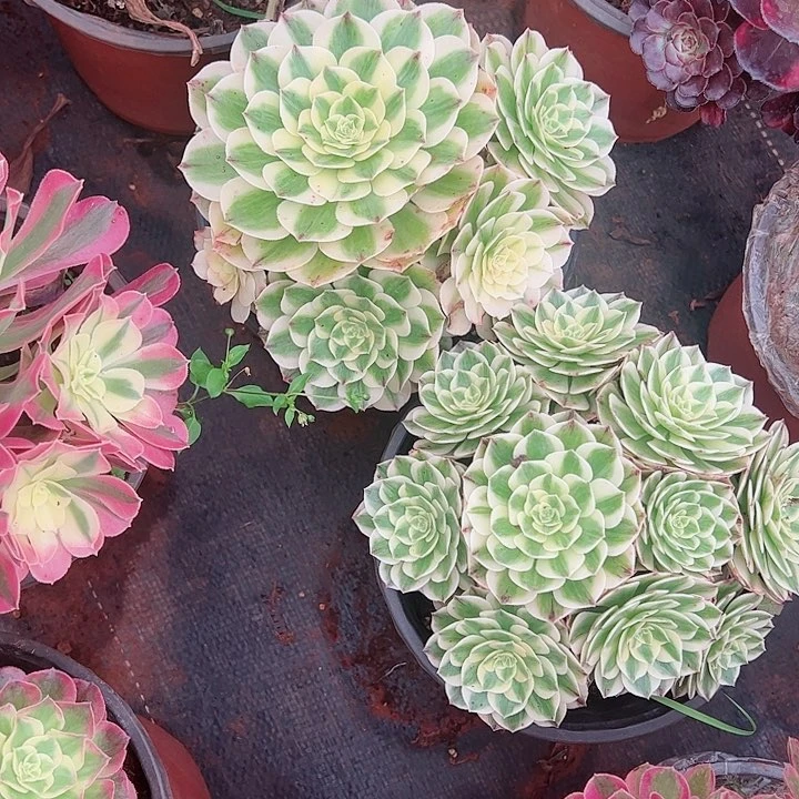 伊丽莎白小群多肉植物