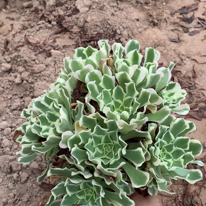 055雨花石绣球东棚
