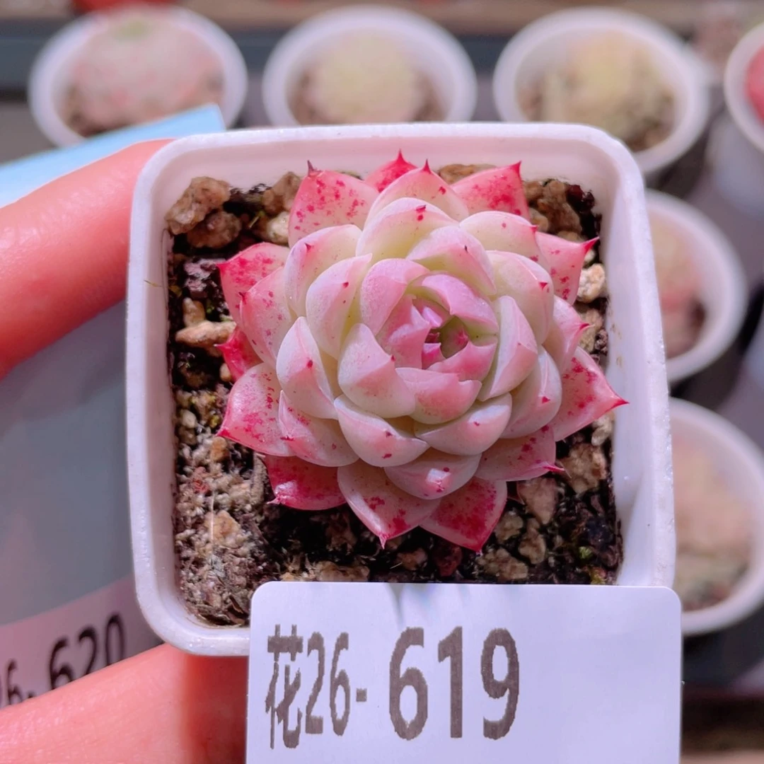 花利美26-619美瞳