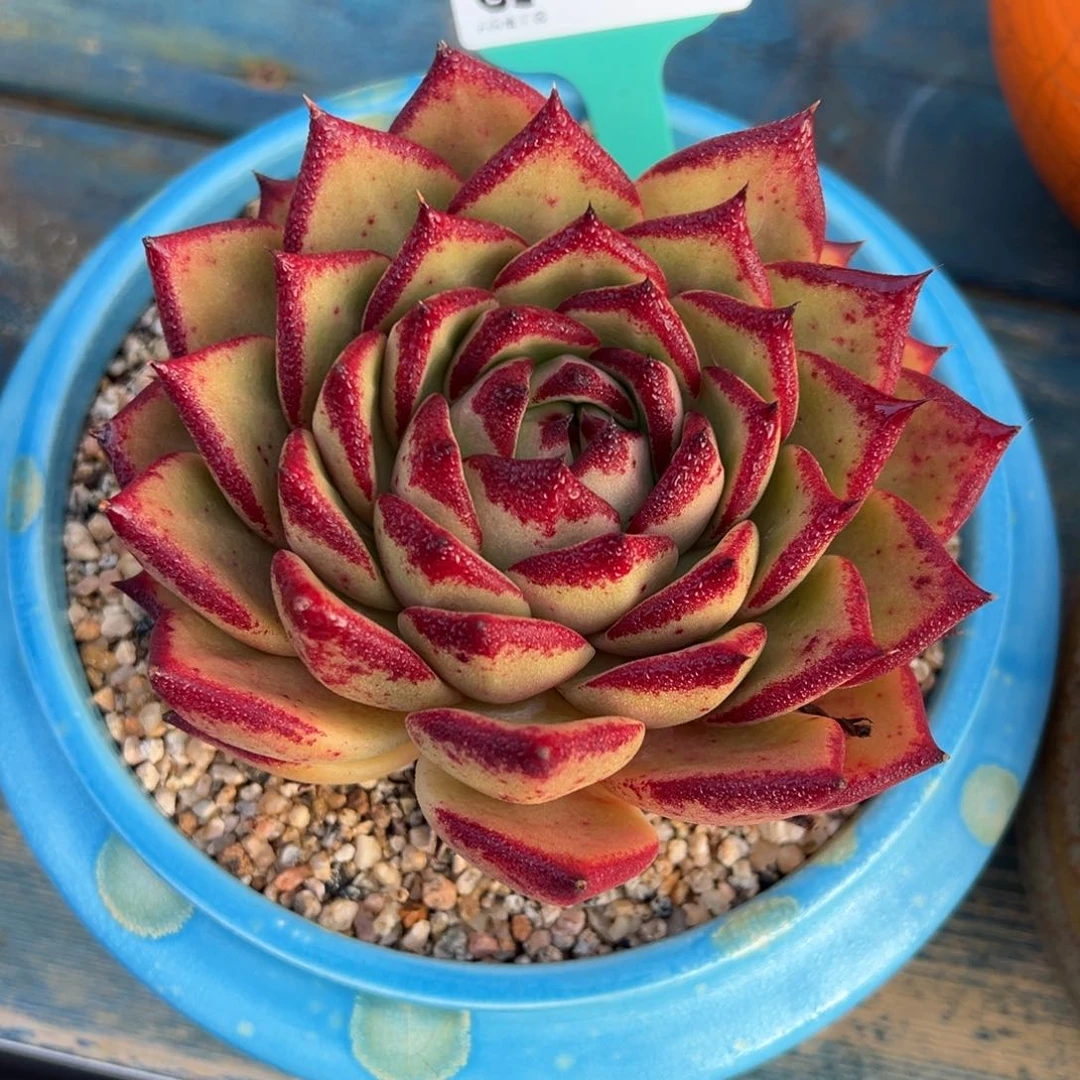 从前慢多肉精选编号0117.21