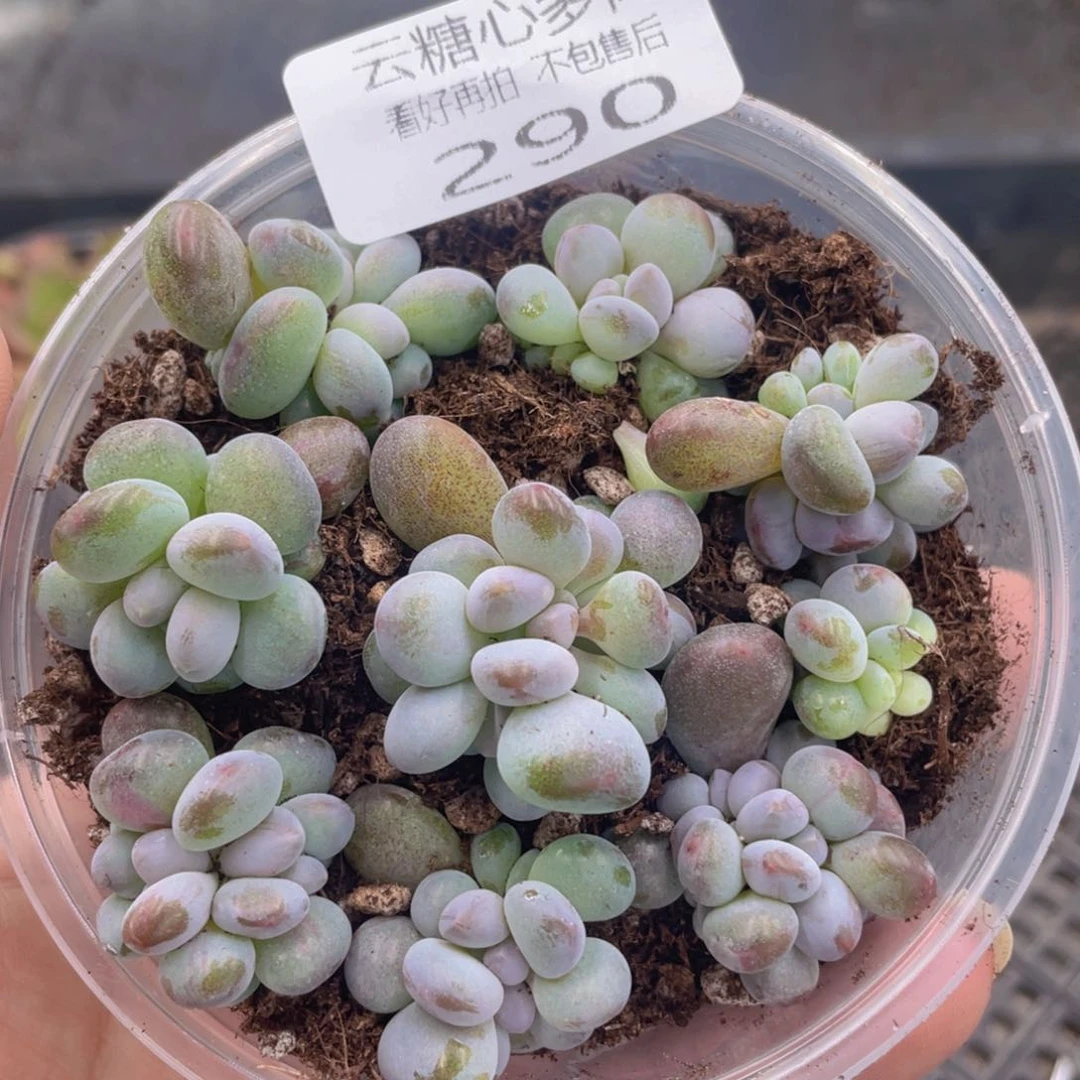 云糖心多肉植物290