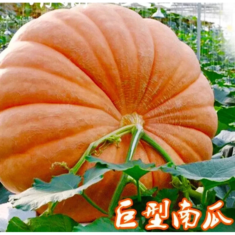 【全店满5包邮】巨型南瓜种子高产香甜南瓜吃苗大南瓜种籽四季