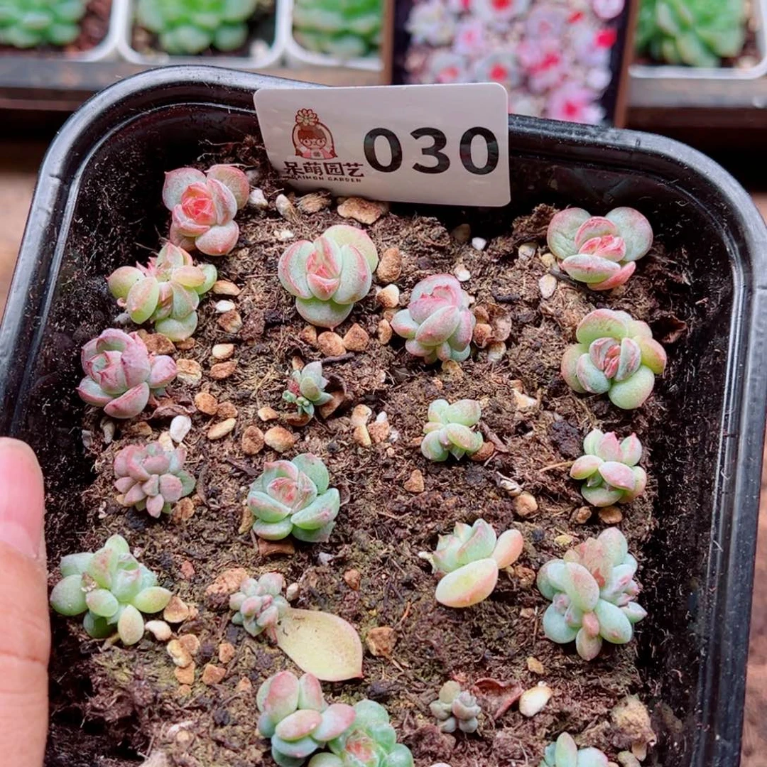 多肉植物多肉植物