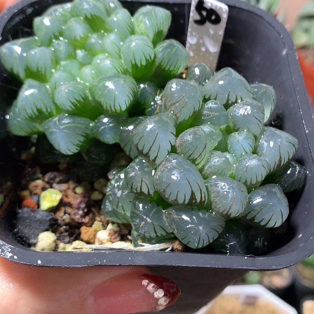 50号两颗玉露带盆土