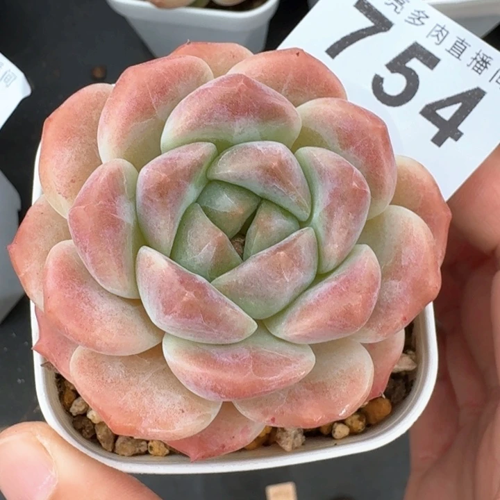 冰魄开播福利多肉植物