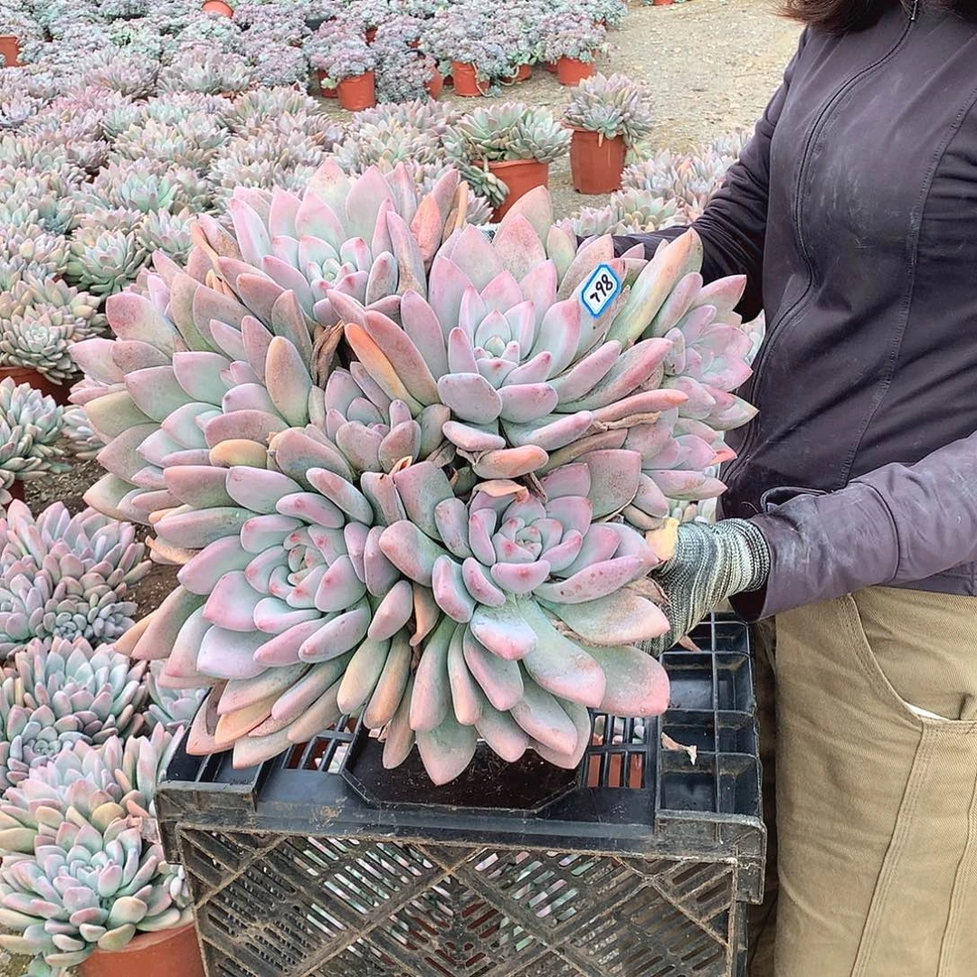 798 奥普 一物一拍