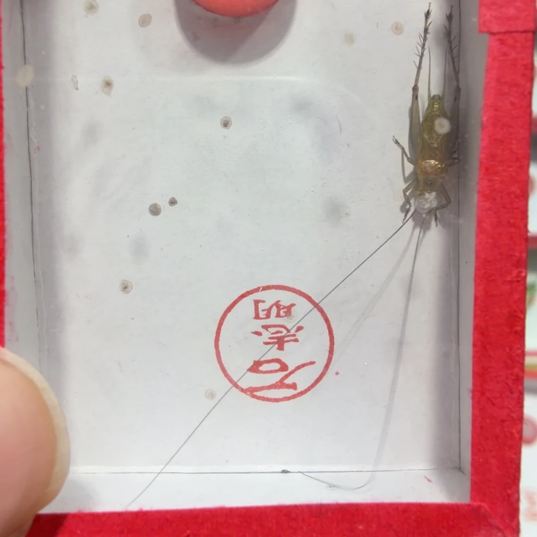 蟋蟀石老师一条包邮