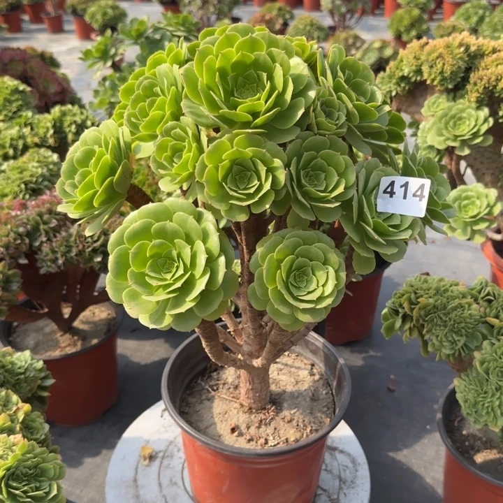 家***兴多肉植物绿羊绒414号