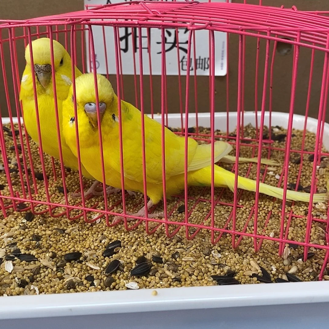 虎皮鹦鹉大头虎皮