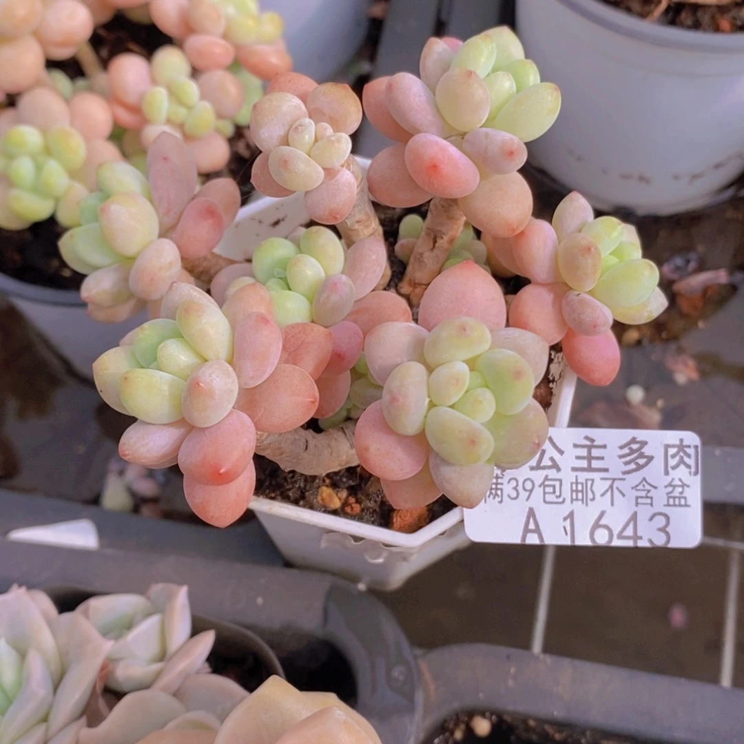 鱼子酱6cm1643多肉植物