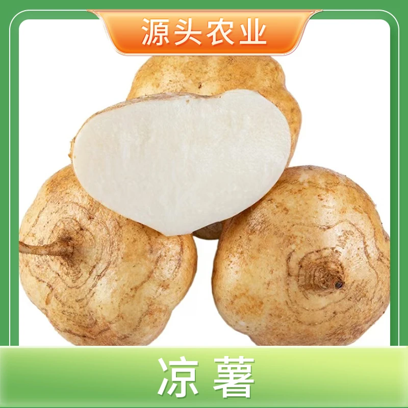 【凉薯】农家生凉薯新鲜现挖地瓜水果4.5斤S