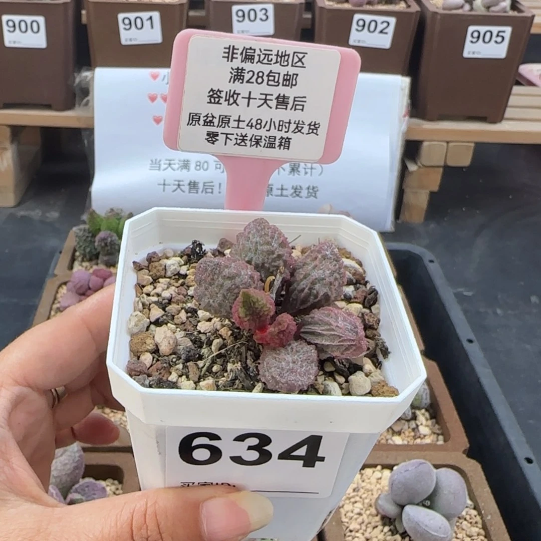 5***娘634小叶猪舌多肉植物