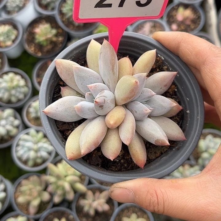 多肉植物彩胖体哥特273