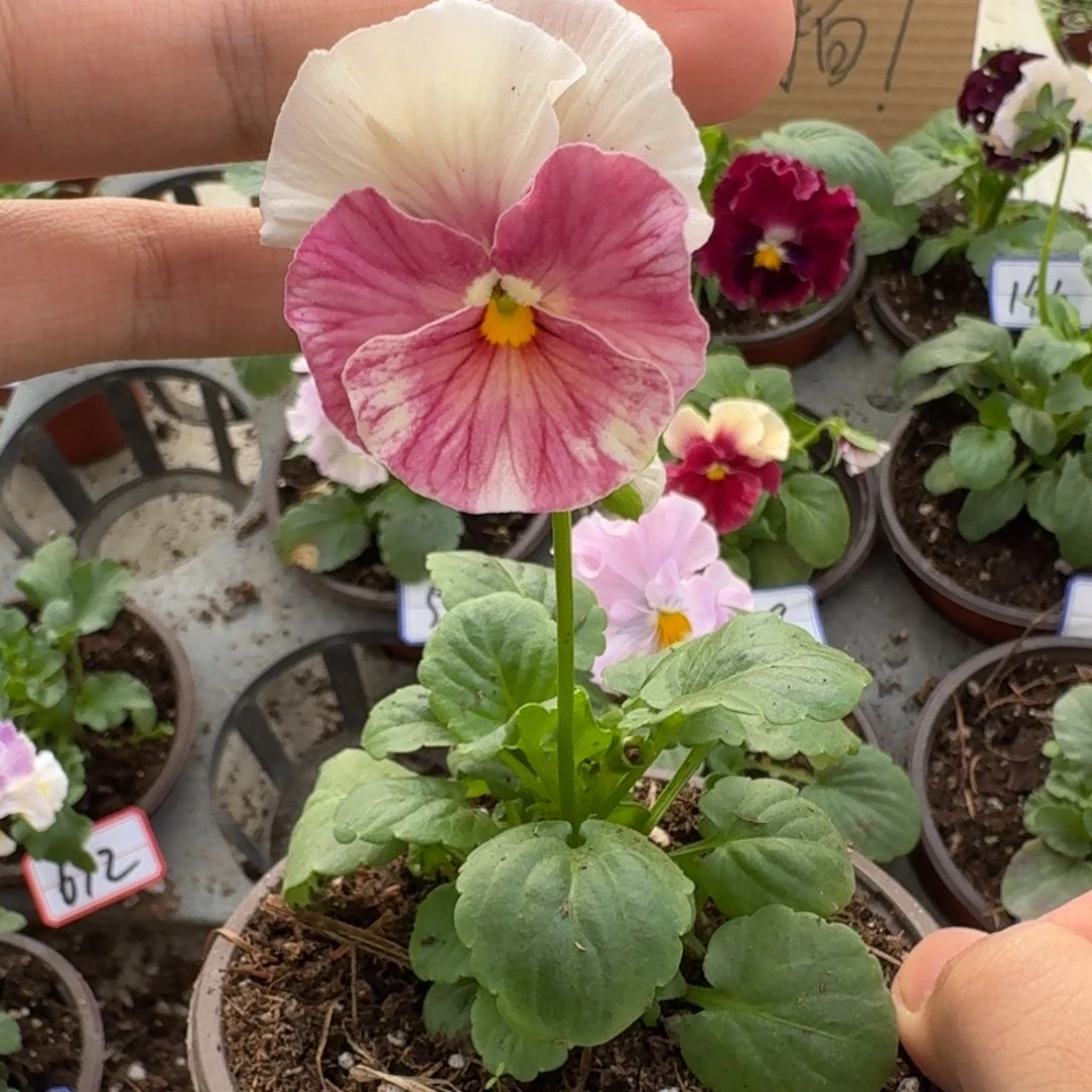 完全开放皱边角堇102