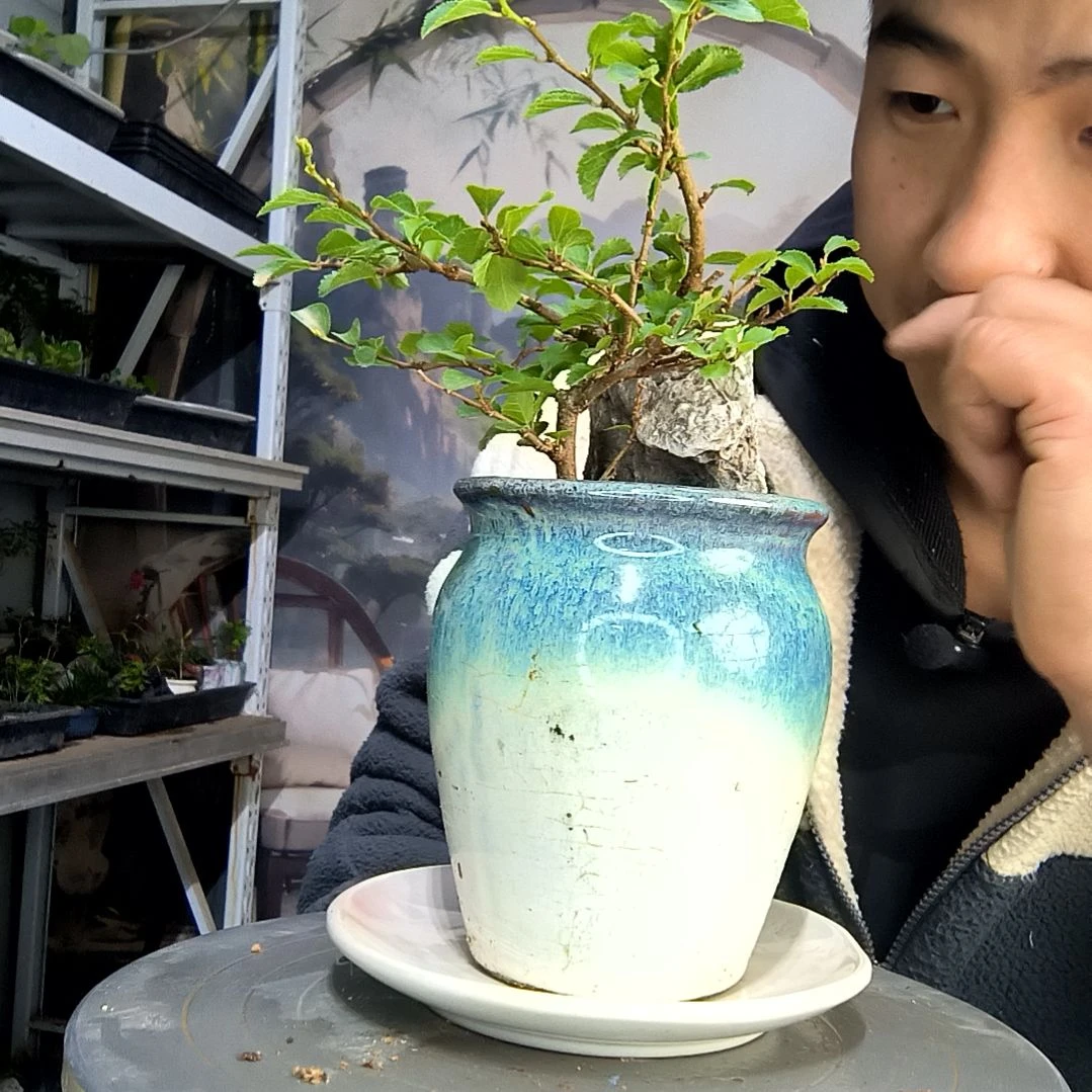 爱****态中青园艺一物一拍281