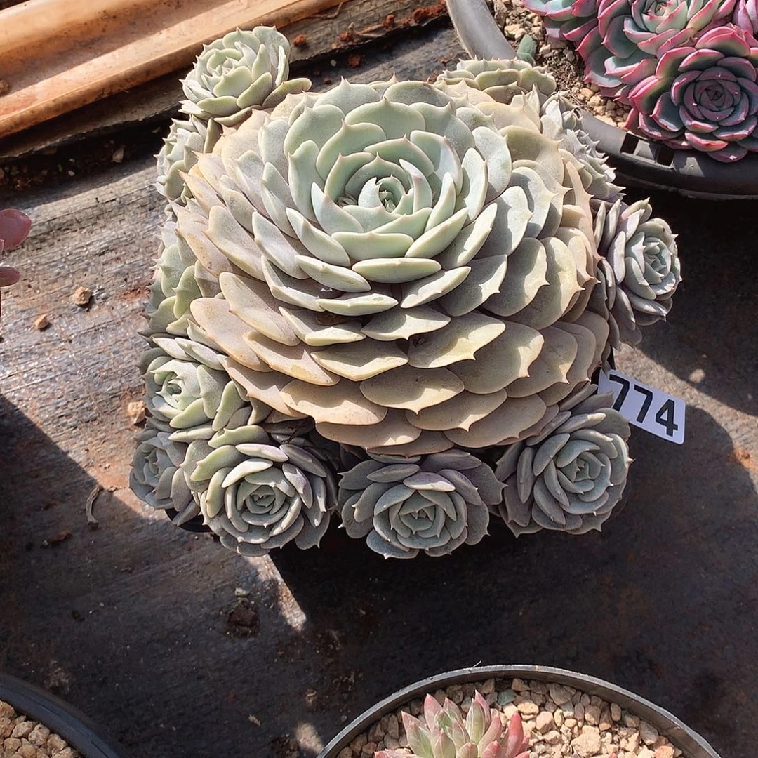 774劳拉 一物一拍多肉