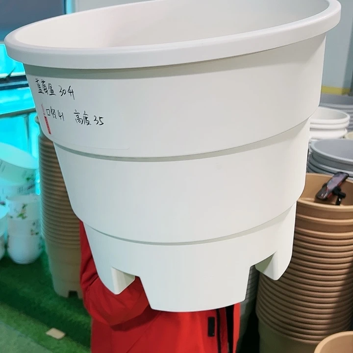 正品蓝莓盆口41高35白色无托3只