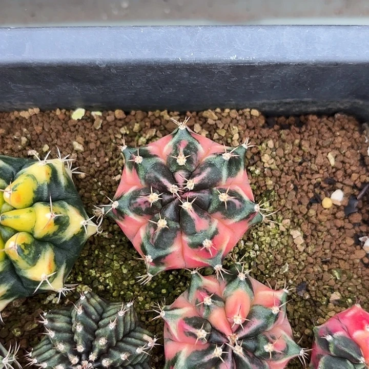 燚***爱100-1103广东现货多肉