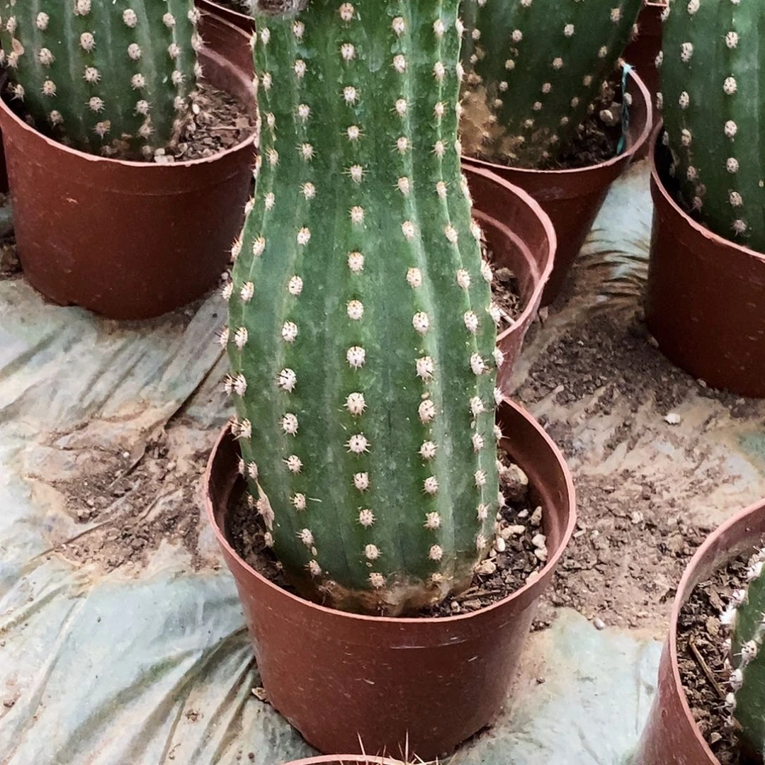 @*真毛超级杏脱土发货