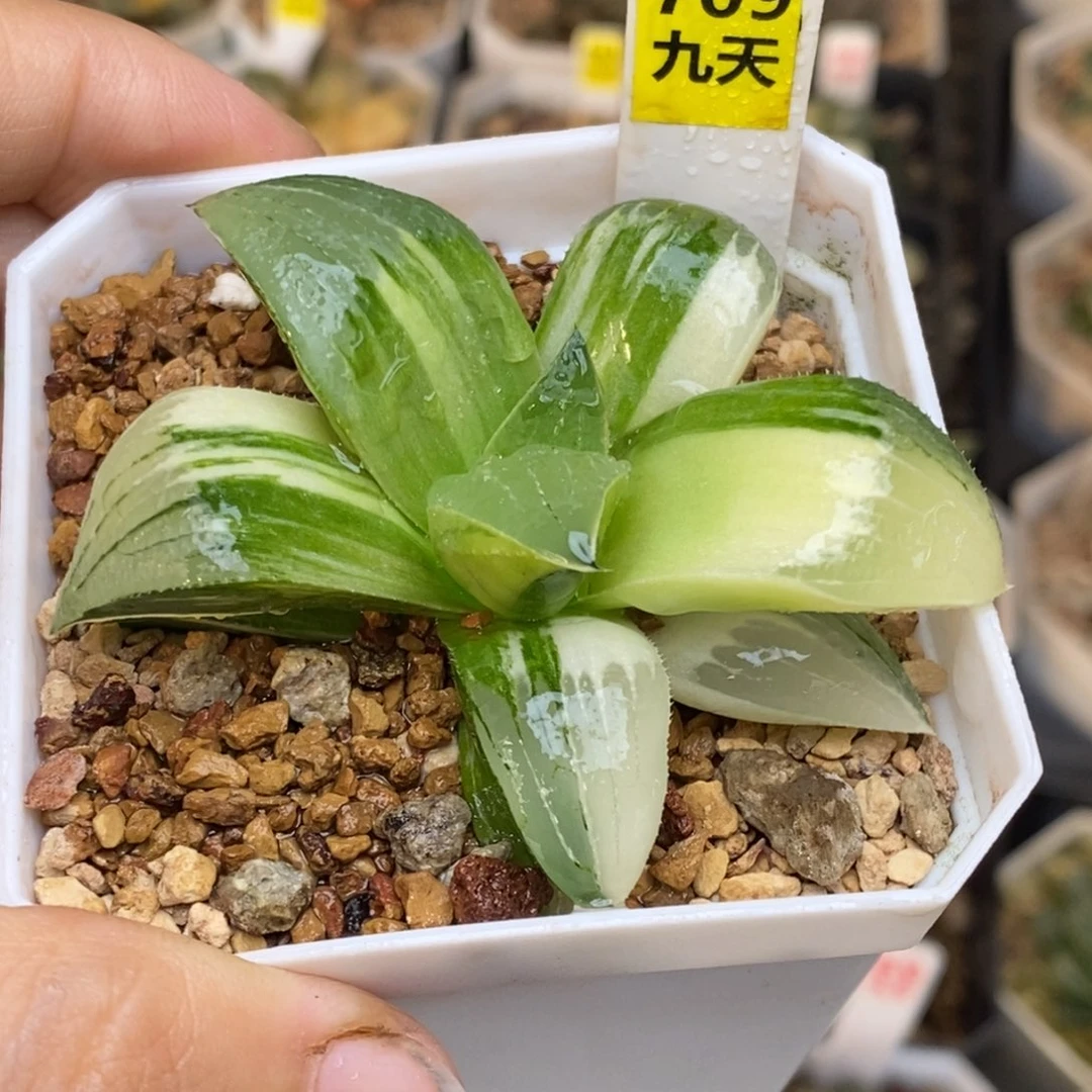 709号阿七头锦发财