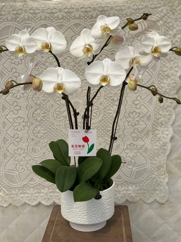 【大白v3】蝴蝶兰懒人花 室内花卉 花期长 好养活