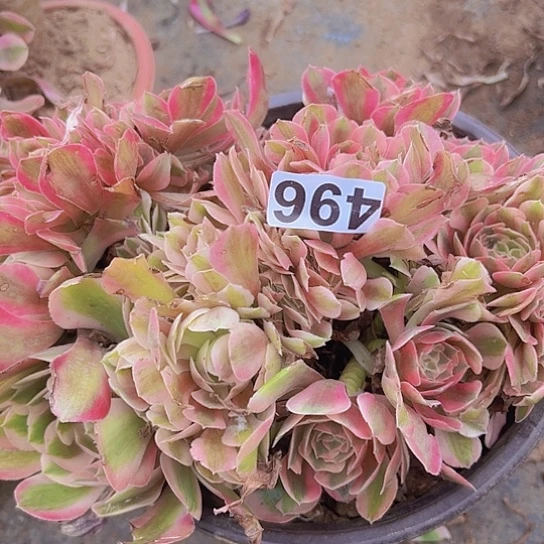 彩***亿多肉植物一个法师