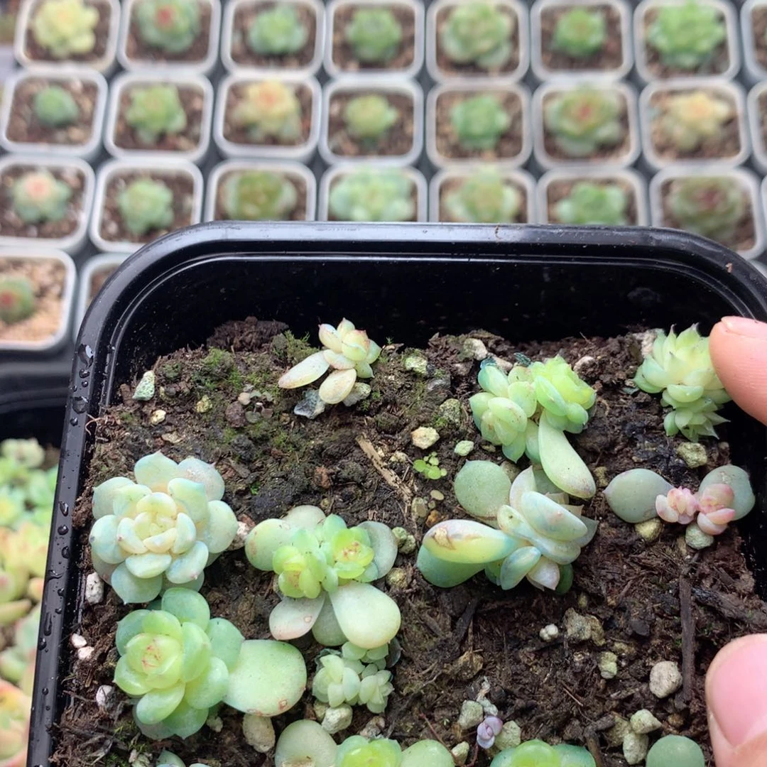 无花朵W7一英语英语