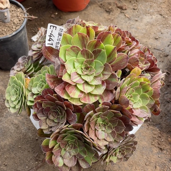 441花月夜多肉123456789