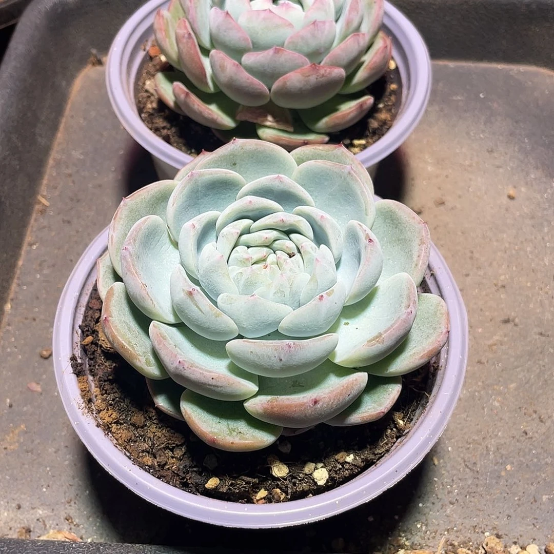 橙子 杂一物一拍