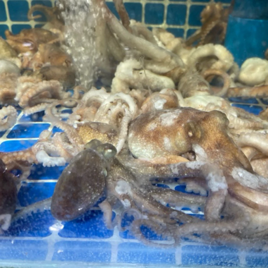 大连野生章鱼一斤5 - 7只62.8元一斤