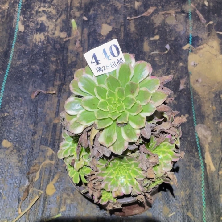 天合铜壶多肉植物440