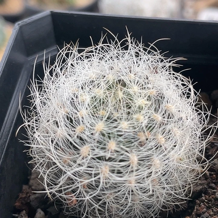 银翁玉实生仙人球