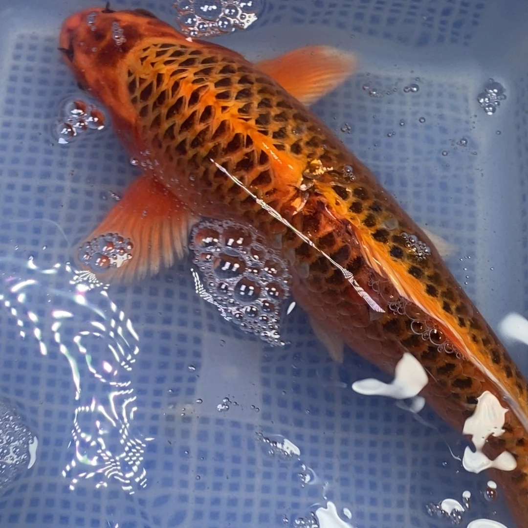 锦鲤锦鲤 开衩掉麟充血属于正常情况 介意别怕