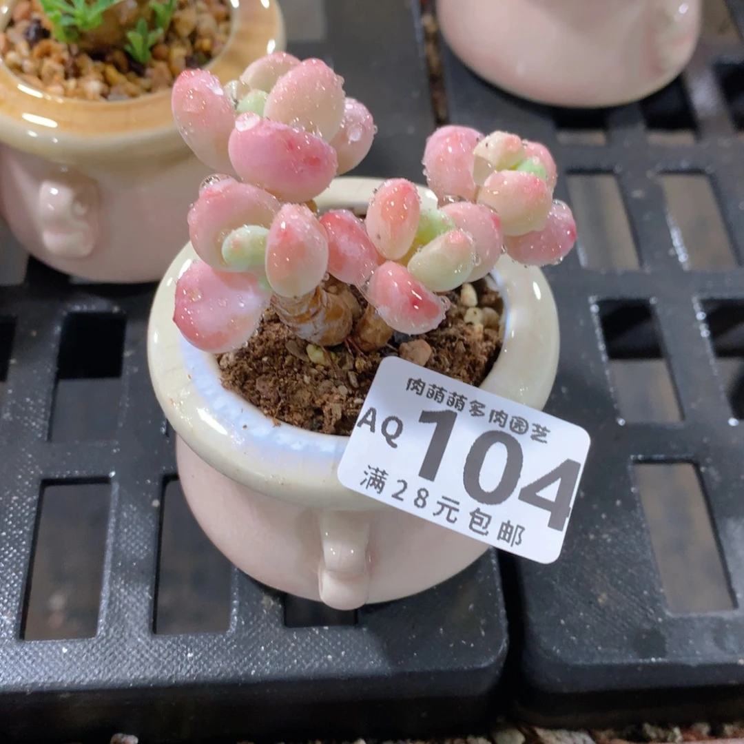 肉萌萌5cm拇指盆多肉AQ104